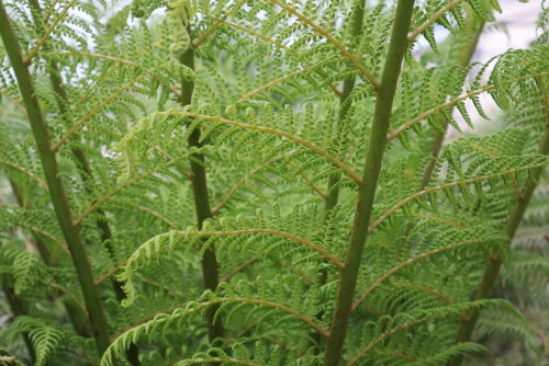dicksonia518cms