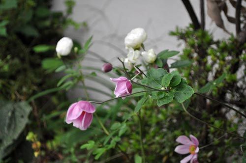 shumei1020d_ms