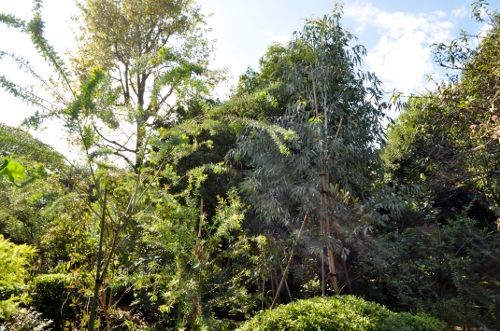 eucatree1019 (500x331)