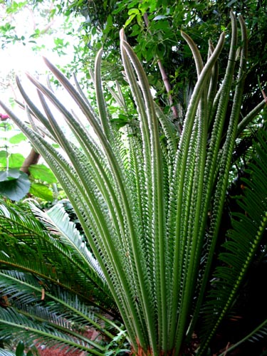 おい！ソテツ！どうした？ : Alex's Garden Party♪