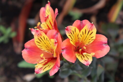 Alstroemeria 'Indian Summer'713ms