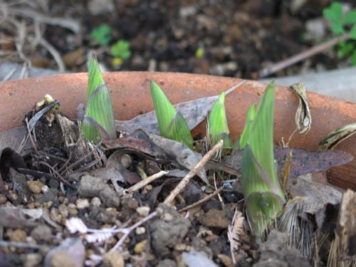 hosta319_ms