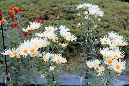 sagashimo1105ms