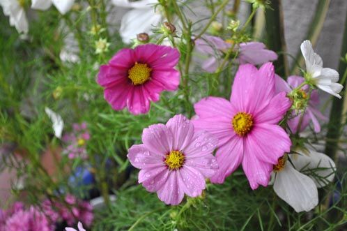cosmos1010b_ms