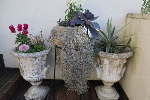 Dichondra209dms