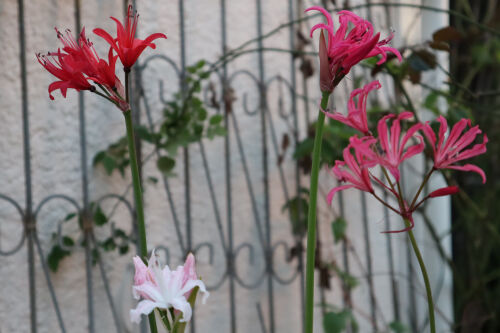 nerine1128bms