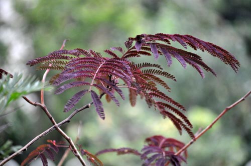 銅葉のネムノキ新芽！
