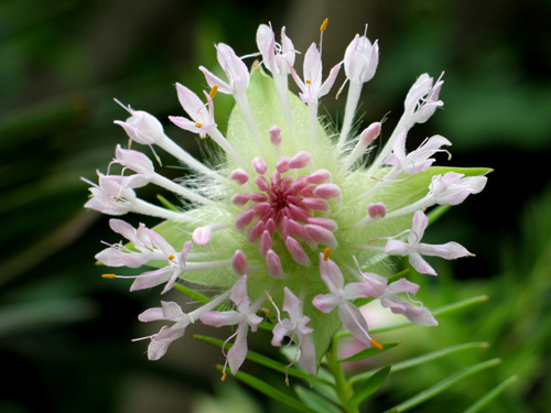 西オーストラリア ワイルドフラワーの旅 ２ Alex S Garden Party