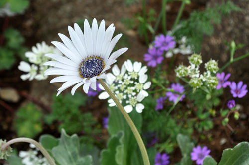Alexのお薦め植物シリーズb 春の草花2 アークトチス グランディス Alex S Garden Party