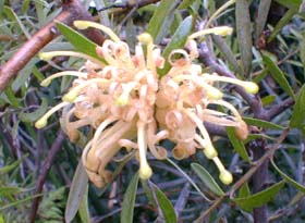 grevican501_s