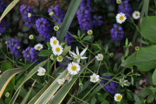 Alexの お薦めの植物シリーズ今日は B 春の草花 ９ エリゲロン Alex S Garden Party