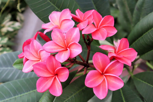 Plumeria913cms