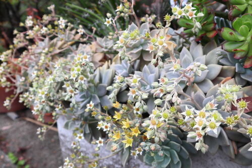 Alexの「お薦めの植物シリーズ」E、多肉 2、朧月 : Alex's Alexの「お薦めの植物シリーズ」E、多肉 2、朧月 : Alex's