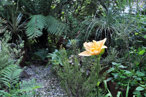Hemerocallis618e_msjpg