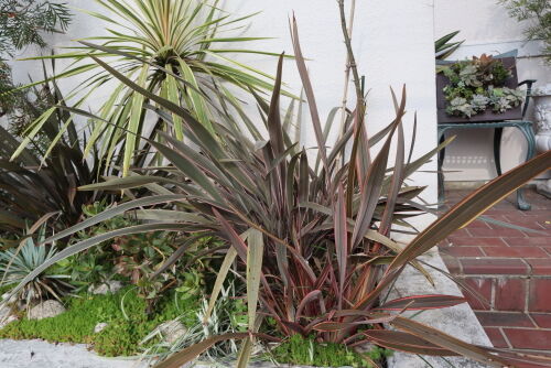 ☆ニューサイラン　4株！ 楽天市場】ニューサイラン 大株（花・ガーデン・DIY）の通販