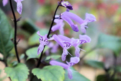 Plectranthus1016ms