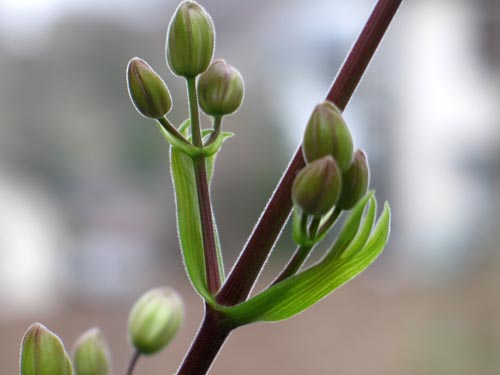 armandii309e_ms