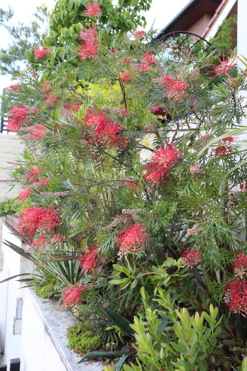 グレヴィレア・ロビンゴードン・・・The Best 100 Plants in Alex's