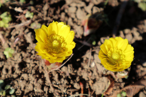 春を告げる黄色い花 ２ 福寿草 Alex S Garden Party