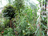 fuusen922b
