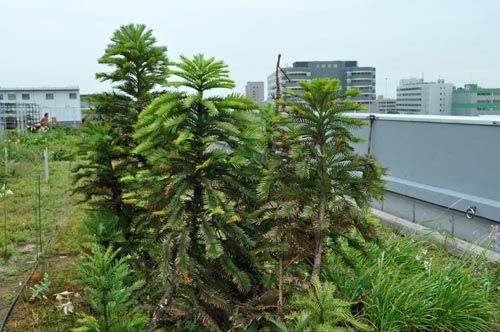 Wollemi Pine623_ms