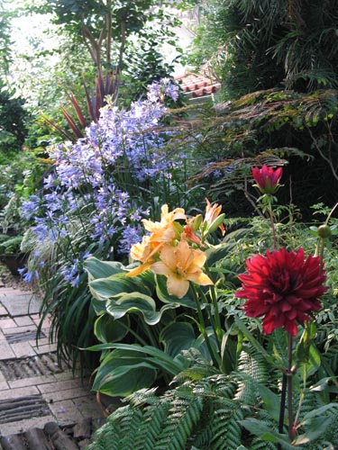 我が家のアガパンサスの軌跡 : Alex's Garden Party♪