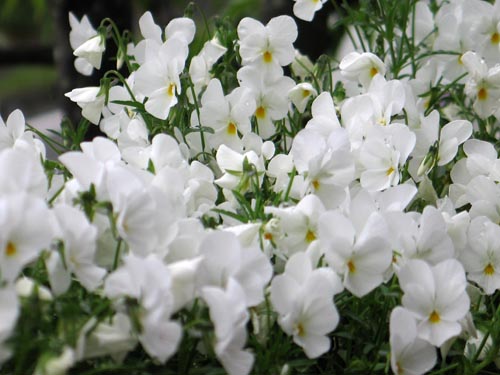 whiteviola428_ms