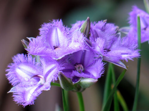 fringedlily513d_m
