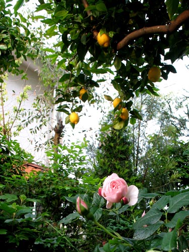 lemon518