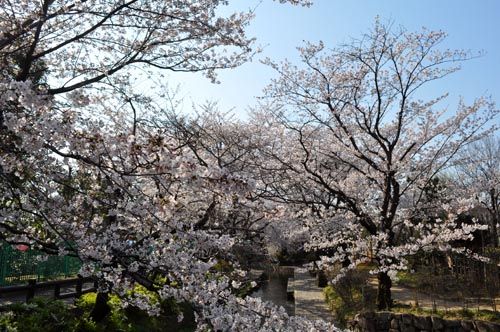 sakura409_ms