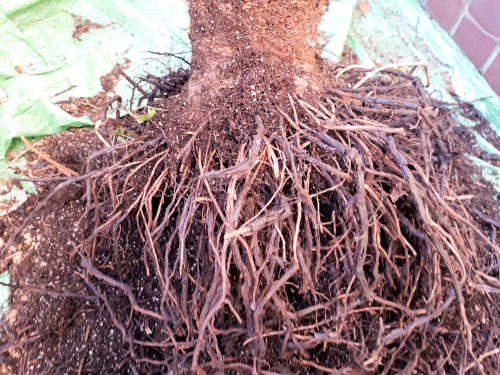 grasstree325ms