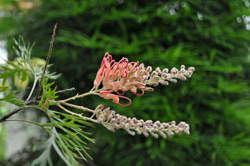 grevillea616_ms