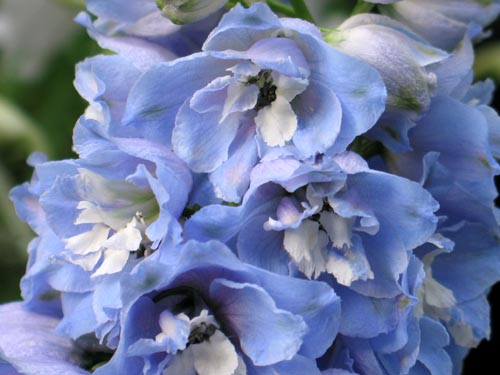 初夏を夢見て（その3）・・・デルフィニウム : Alex's Garden Party♪