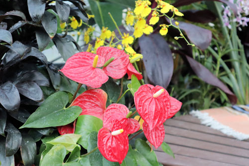 Anthurium1106ms