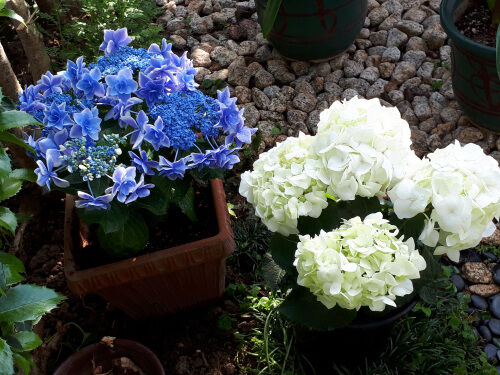 紫陽花 Alex S Garden Party 紫陽花 Alex S Garden Party