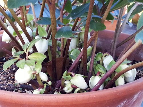 クリスマスローズの古葉刈り Alex S Garden Party