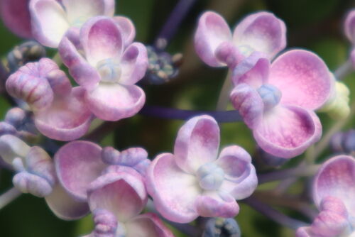 お多福は英語でポップコーン Alex S Garden Party