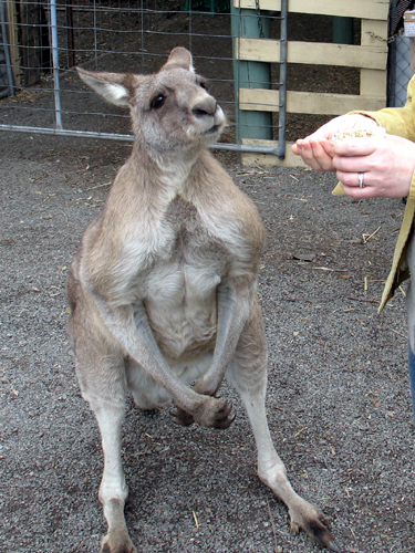 kangaroo626f