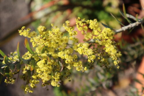 Alexの「お薦めの植物シリーズ」今日は、A.オージープランツ：9