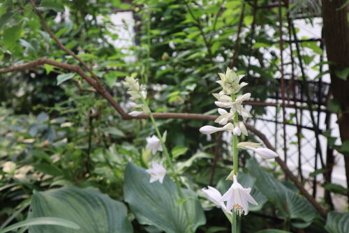 hosta705bms
