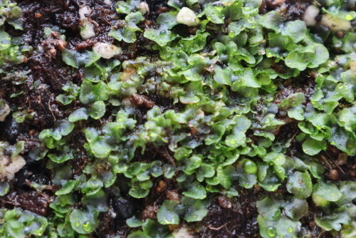 fern518ms