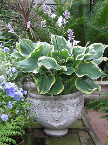 hosta618b_ms