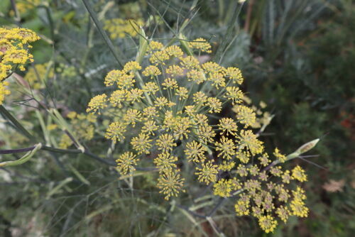 fennel714ams