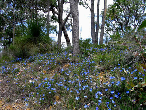 bluelechenaultia1_ms