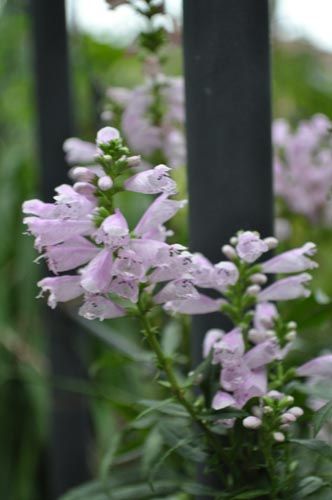 Physostegia virginiana930c_ms