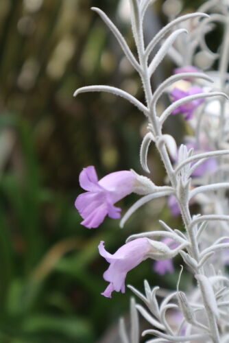 魅惑のエレモフィラ ニベア Alex S Garden Party 魅惑のエレモフィラ ニベア Alex S Garden Party