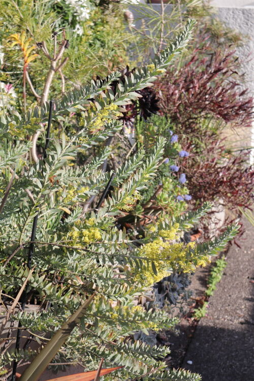 Alexの「お薦めの植物シリーズ」今日は、A.オージープランツ：9