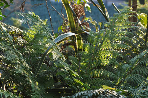 ボクが大切にしている植物達 : Alex
