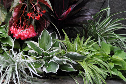 元気色の日陰花壇 Alex S Garden Party