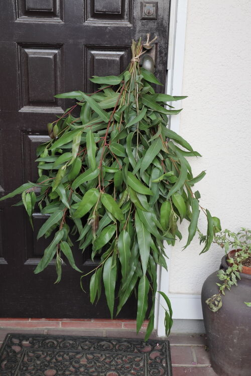 レモンユーカリ香るケイトウやスターチスのスワッグ①